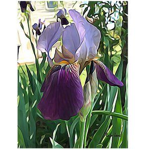 "Purple Iris"  Canvas Art Print